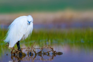 Balıkçıl Küçük Egret. Doğa arka planı. Kuş: Küçük Egret. Egretta garzetta. Konya Tuz Gölü. Türkiye.
