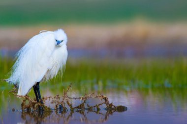Balıkçıl Küçük Egret. Doğa arka planı. Kuş: Küçük Egret. Egretta garzetta. Konya Tuz Gölü. Türkiye.