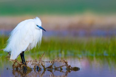 Balıkçıl Küçük Egret. Doğa arka planı. Kuş: Küçük Egret. Egretta garzetta. Konya Tuz Gölü. Türkiye.