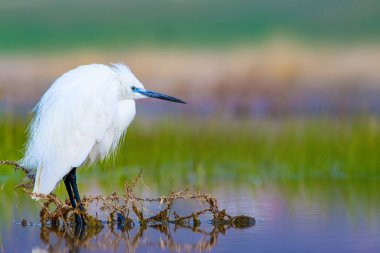 Balıkçıl Küçük Egret. Doğa arka planı. Kuş: Küçük Egret. Egretta garzetta. Konya Tuz Gölü. Türkiye.