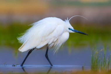 Balıkçıl Küçük Egret. Doğa arka planı. Kuş: Küçük Egret. Egretta garzetta. Konya Tuz Gölü. Türkiye.