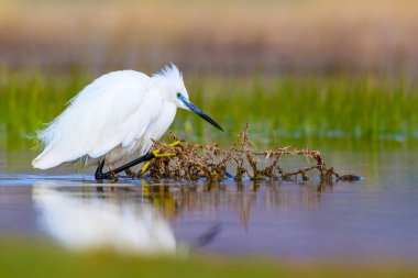 Balıkçıl Küçük Egret. Doğa arka planı. Kuş: Küçük Egret. Egretta garzetta. Konya Tuz Gölü. Türkiye.