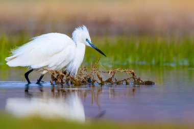 Balıkçıl Küçük Egret. Doğa arka planı. Kuş: Küçük Egret. Egretta garzetta. Konya Tuz Gölü. Türkiye.