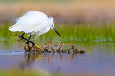 Balıkçıl Küçük Egret. Doğa arka planı. Kuş: Küçük Egret. Egretta garzetta. Konya Tuz Gölü. Türkiye.