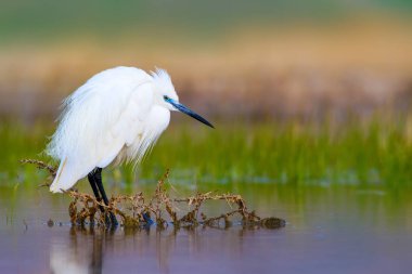 Balıkçıl Küçük Egret. Doğa arka planı. Kuş: Küçük Egret. Egretta garzetta. Konya Tuz Gölü. Türkiye.