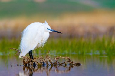 Balıkçıl Küçük Egret. Doğa arka planı. Kuş: Küçük Egret. Egretta garzetta. Konya Tuz Gölü. Türkiye.