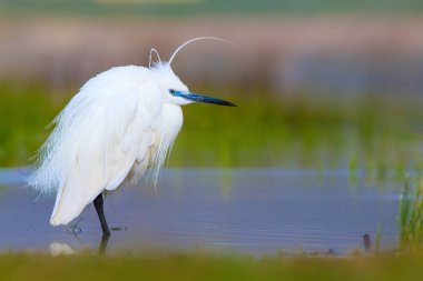 Balıkçıl Küçük Egret. Doğa arka planı. Kuş: Küçük Egret. Egretta garzetta. Konya Tuz Gölü. Türkiye.