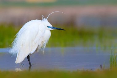 Balıkçıl Küçük Egret. Doğa arka planı. Kuş: Küçük Egret. Egretta garzetta. Konya Tuz Gölü. Türkiye.
