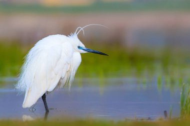 Balıkçıl Küçük Egret. Doğa arka planı. Kuş: Küçük Egret. Egretta garzetta. Konya Tuz Gölü. Türkiye.