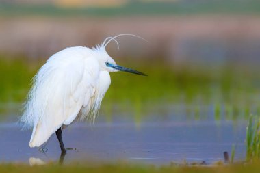Balıkçıl Küçük Egret. Doğa arka planı. Kuş: Küçük Egret. Egretta garzetta. Konya Tuz Gölü. Türkiye.