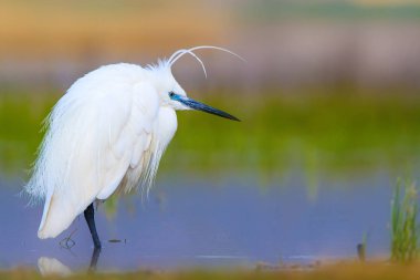 Balıkçıl Küçük Egret. Doğa arka planı. Kuş: Küçük Egret. Egretta garzetta. Konya Tuz Gölü. Türkiye.