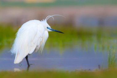 Balıkçıl Küçük Egret. Doğa arka planı. Kuş: Küçük Egret. Egretta garzetta. Konya Tuz Gölü. Türkiye.