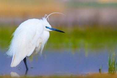 Balıkçıl Küçük Egret. Doğa arka planı. Kuş: Küçük Egret. Egretta garzetta. Konya Tuz Gölü. Türkiye.