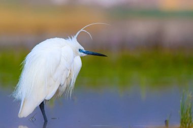 Balıkçıl Küçük Egret. Doğa arka planı. Kuş: Küçük Egret. Egretta garzetta. Konya Tuz Gölü. Türkiye.
