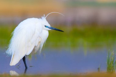 Balıkçıl Küçük Egret. Doğa arka planı. Kuş: Küçük Egret. Egretta garzetta. Konya Tuz Gölü. Türkiye.