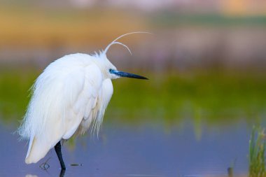 Balıkçıl Küçük Egret. Doğa arka planı. Kuş: Küçük Egret. Egretta garzetta. Konya Tuz Gölü. Türkiye.