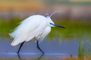 Balıkçıl Küçük Egret. Doğa arka planı. Kuş: Küçük Egret. Egretta garzetta. Konya Tuz Gölü. Türkiye.