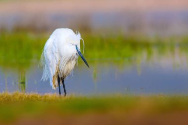 Balıkçıl Küçük Egret. Doğa arka planı. Kuş: Küçük Egret. Egretta garzetta. Konya Tuz Gölü. Türkiye.