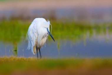 Balıkçıl Küçük Egret. Doğa arka planı. Kuş: Küçük Egret. Egretta garzetta. Konya Tuz Gölü. Türkiye.