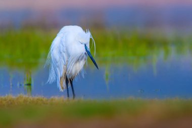 Balıkçıl Küçük Egret. Doğa arka planı. Kuş: Küçük Egret. Egretta garzetta. Konya Tuz Gölü. Türkiye.