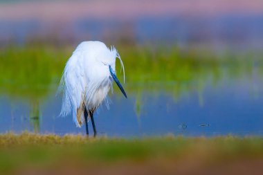 Balıkçıl Küçük Egret. Doğa arka planı. Kuş: Küçük Egret. Egretta garzetta. Konya Tuz Gölü. Türkiye.