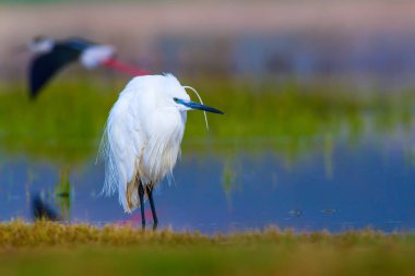 Balıkçıl Küçük Egret. Doğa arka planı. Kuş: Küçük Egret. Egretta garzetta. Konya Tuz Gölü. Türkiye.