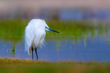 Balıkçıl Küçük Egret. Doğa arka planı. Kuş: Küçük Egret. Egretta garzetta. Konya Tuz Gölü. Türkiye.