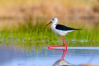 Sevimli kuş siyah kanatlı Stilt. Doğa arka planı. Siyah kanatlı Stilt Himantopus himantopus.