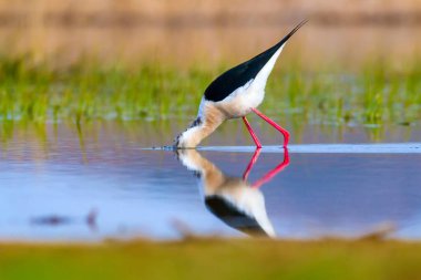 Sevimli kuş siyah kanatlı Stilt. Doğa arka planı. Siyah kanatlı Stilt Himantopus himantopus.