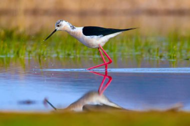 Sevimli kuş siyah kanatlı Stilt. Doğa arka planı. Siyah kanatlı Stilt Himantopus himantopus.