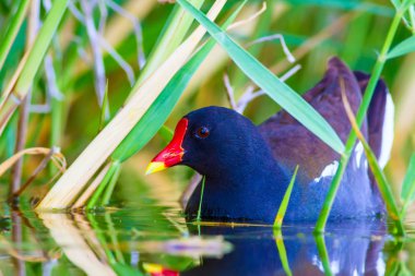 Sevimli su kuşu ve göl yaşam alanı. Kuş: Ortak Moorhen. Gallinula kloropus. Renkli doğa arka plan.