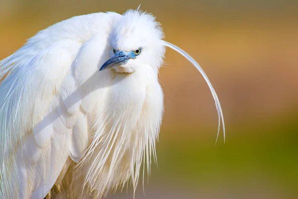 Úžasné Zvíře Bílý Fešák Barevný Přírodní Pozadí Heron Bird Malý — Stock fotografie