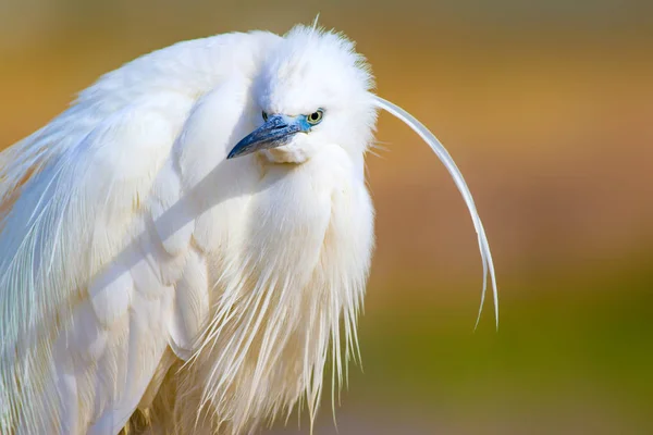 Úžasné Zvíře Bílý Fešák Barevný Přírodní Pozadí Heron Bird Malý — Stock fotografie