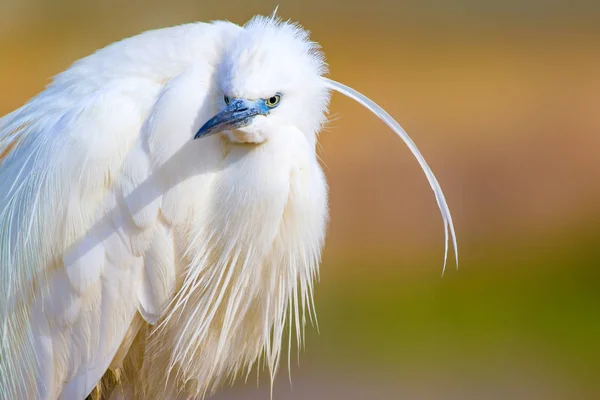 Úžasné Zvíře Bílý Fešák Barevný Přírodní Pozadí Heron Bird Malý — Stock fotografie