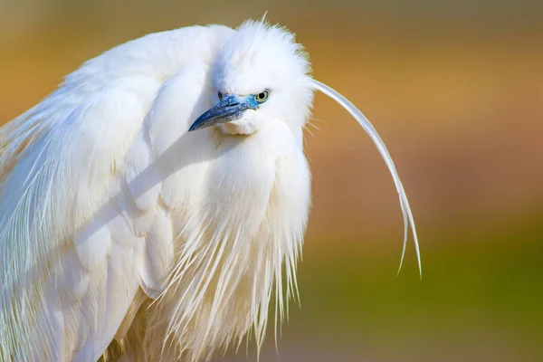 Úžasné Zvíře Bílý Fešák Barevný Přírodní Pozadí Heron Bird Malý — Stock fotografie