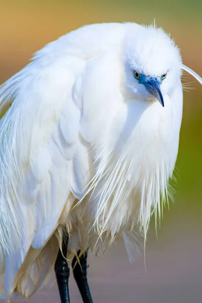 Heron Malý Egret Přírodní Pozadí Ptáček Malý Egret Tgretta Garzetta — Stock fotografie