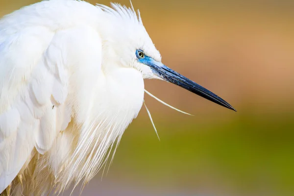 Heron Little Egret Nature Background Bird Little Egret Egretta Garzetta — Stock Photo, Image