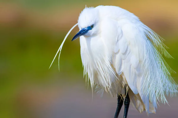 Heron Malý Egret Přírodní Pozadí Ptáček Malý Egret Tgretta Garzetta — Stock fotografie