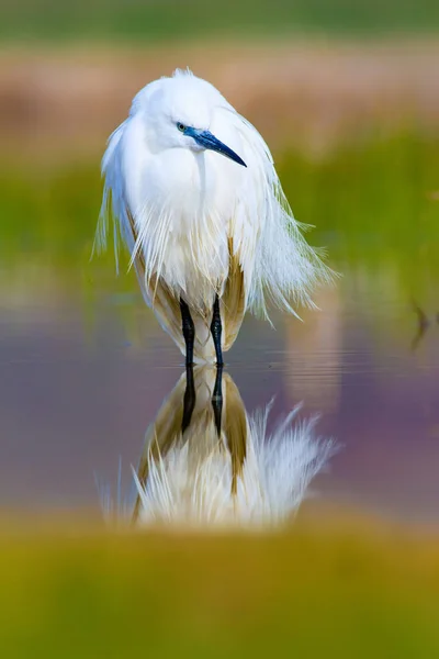 Héron Petite Aigrette Fond Naturel Oiseau Petite Aigrette Egretta Garzetta — Photo