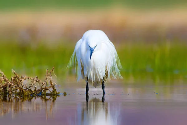 Reiher Seidenreiher Natur Hintergrund Vogel Seidenreiher Egretta Garzetta — Stockfoto