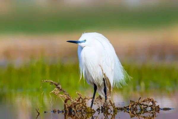 Héron Petite Aigrette Fond Naturel Oiseau Petite Aigrette Egretta Garzetta — Photo