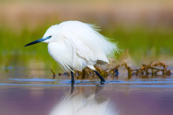 Héron Petite Aigrette Fond Naturel Oiseau Petite Aigrette Egretta Garzetta — Photo