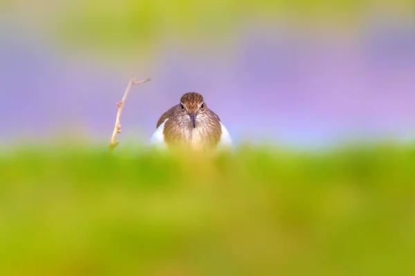 Симпатичні Птах Загальноприйнята Сандпер Природним Фоном Hypoleucos Бафа Озеро Turkiye — стокове фото