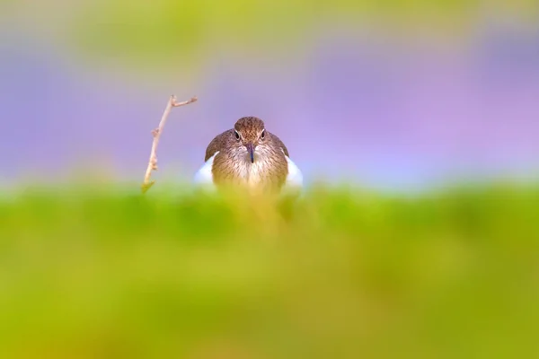 Söt Fågel Vanliga Snäppa Naturlig Bakgrund Actitis Hypoleucos Bafa Sjön — Stockfoto