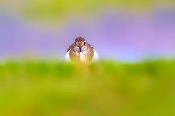 Cute Bird Common Sandpiper Natural Background Actitis Hypoleucos Bafa Lake — Stock Photo, Image