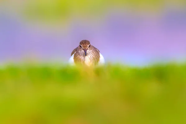 Sevimli Kuş Ortak Sandpiper Doğal Arka Plan Aktiit Hipoleukoları Bafa — Stok fotoğraf