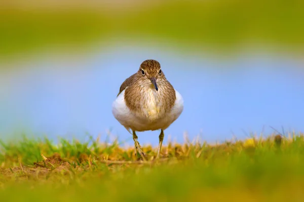 Pássaro Bonito Sandpiper Comum Fundo Natural Actitis Hypoleucos Lago Bafa — Fotografia de Stock