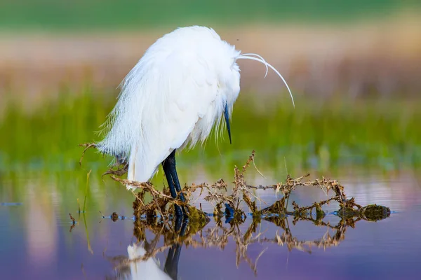 Balıkçıl. Küçük Egret. Doğa arka planı. Kuş: Küçük Egret. Egretta garzetta. 
