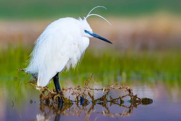 Héron Petite Aigrette Fond Naturel Oiseau Petite Aigrette Egretta Garzetta — Photo