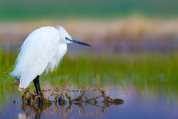 Petite Aigrette Héron Fond Naturel Oiseau Petite Aigrette Egretta Garzetta — Photo